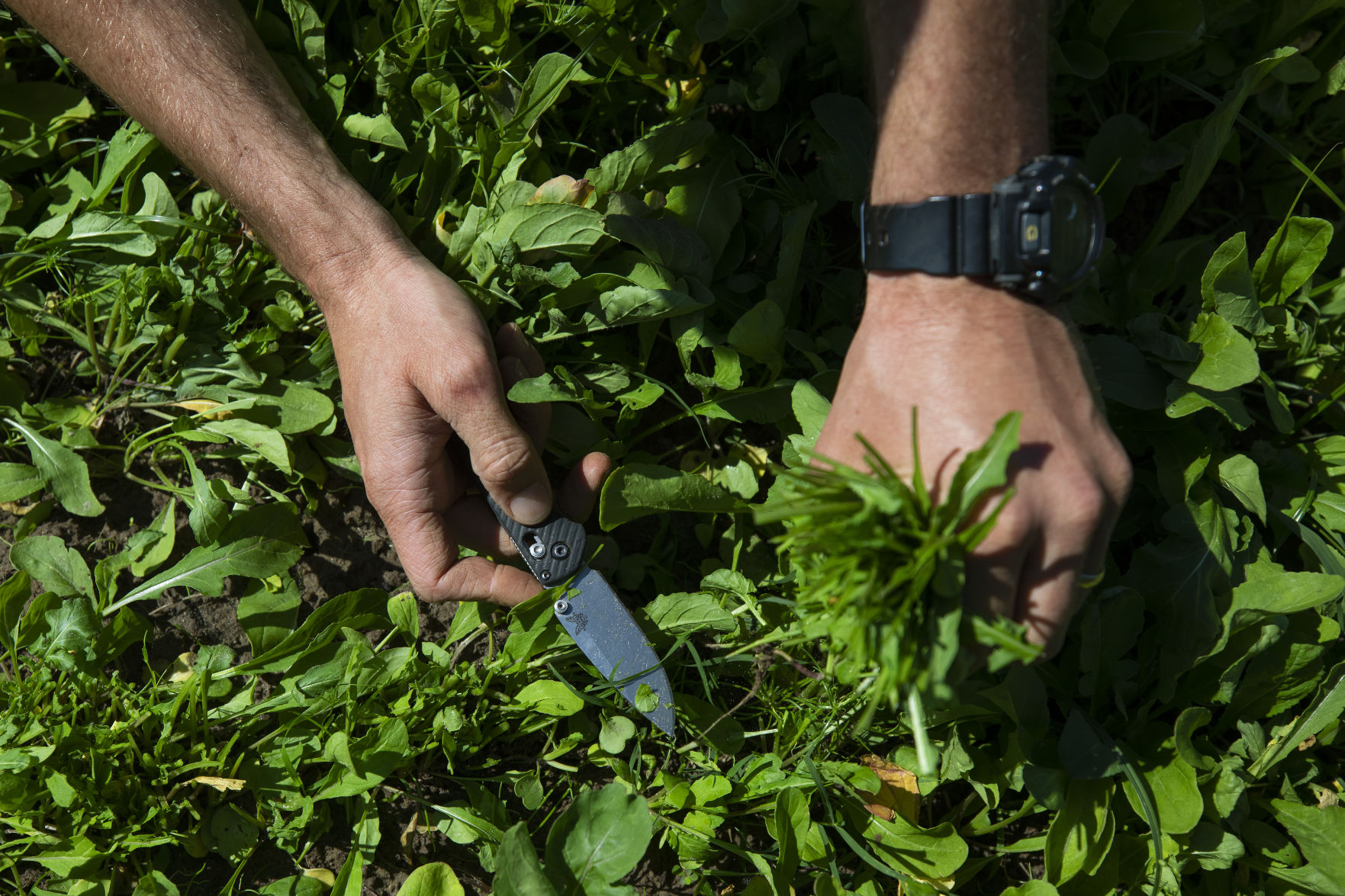 cutting arugula detail.jpg